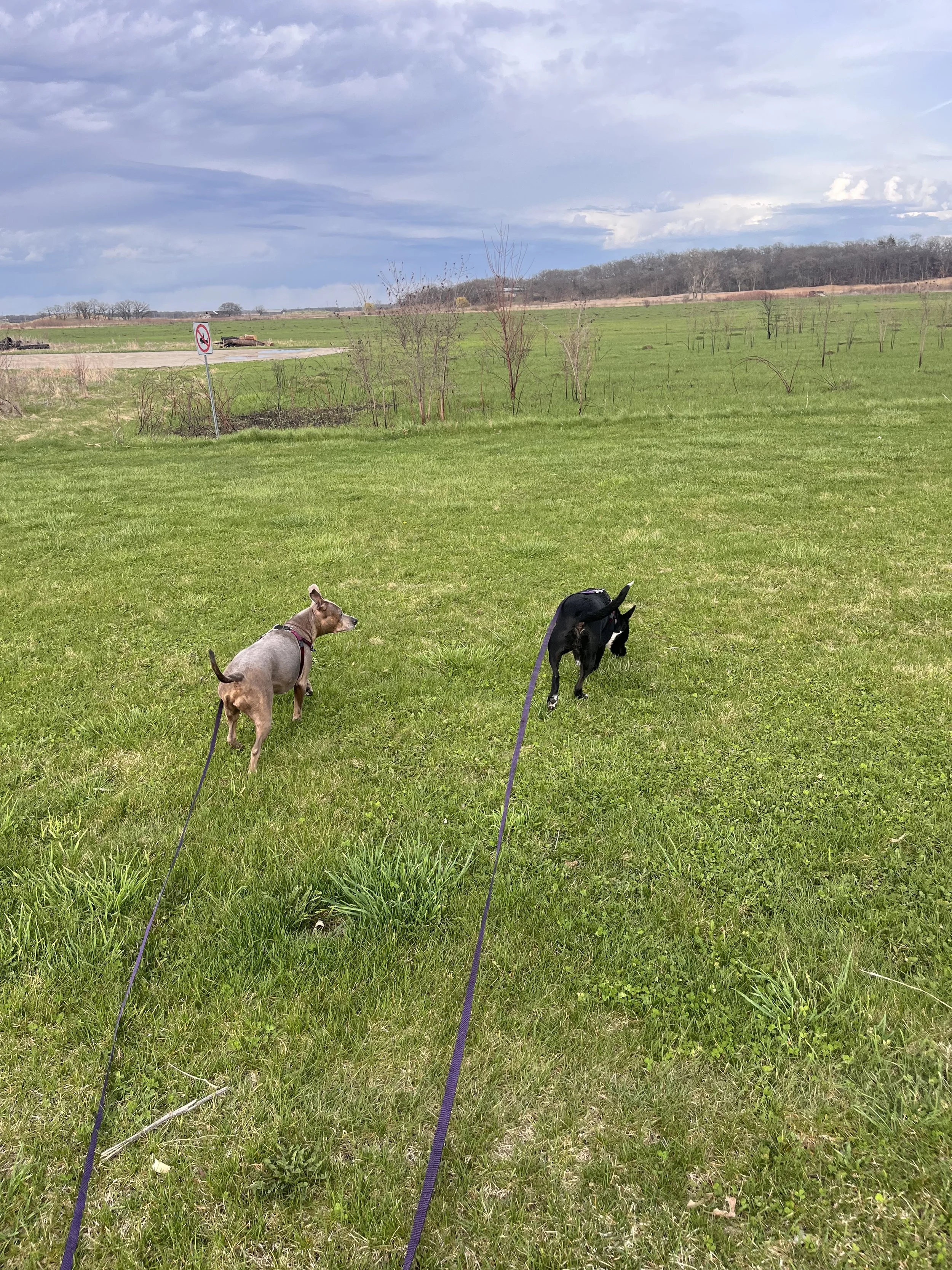 Dog Recall Training: What To Do When Your Dog Runs Off in McHenry, Lake, or Cook County