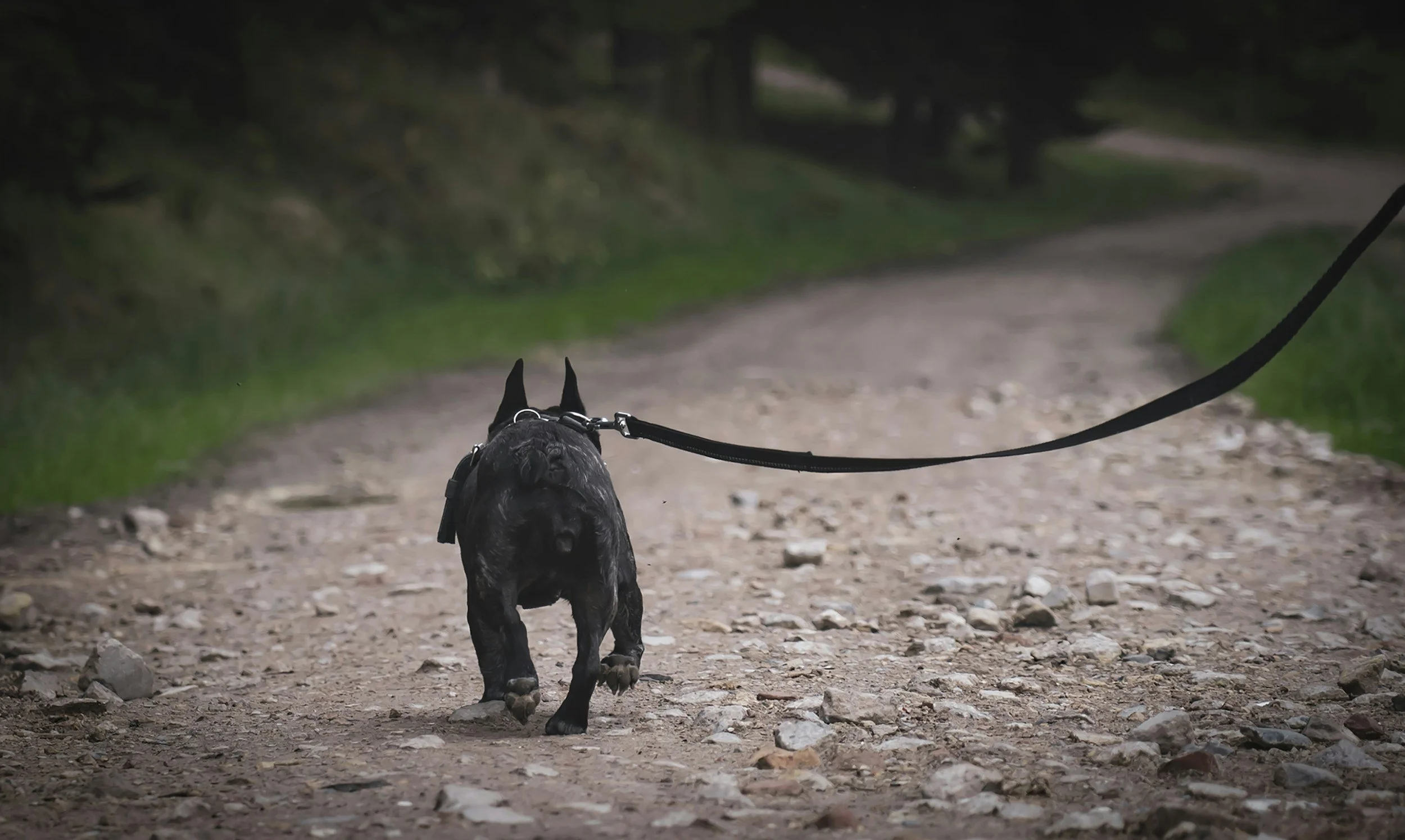 Why Is My Dog Pulling on Leash? A McHenry County Behavioral Trainer’s Answer
