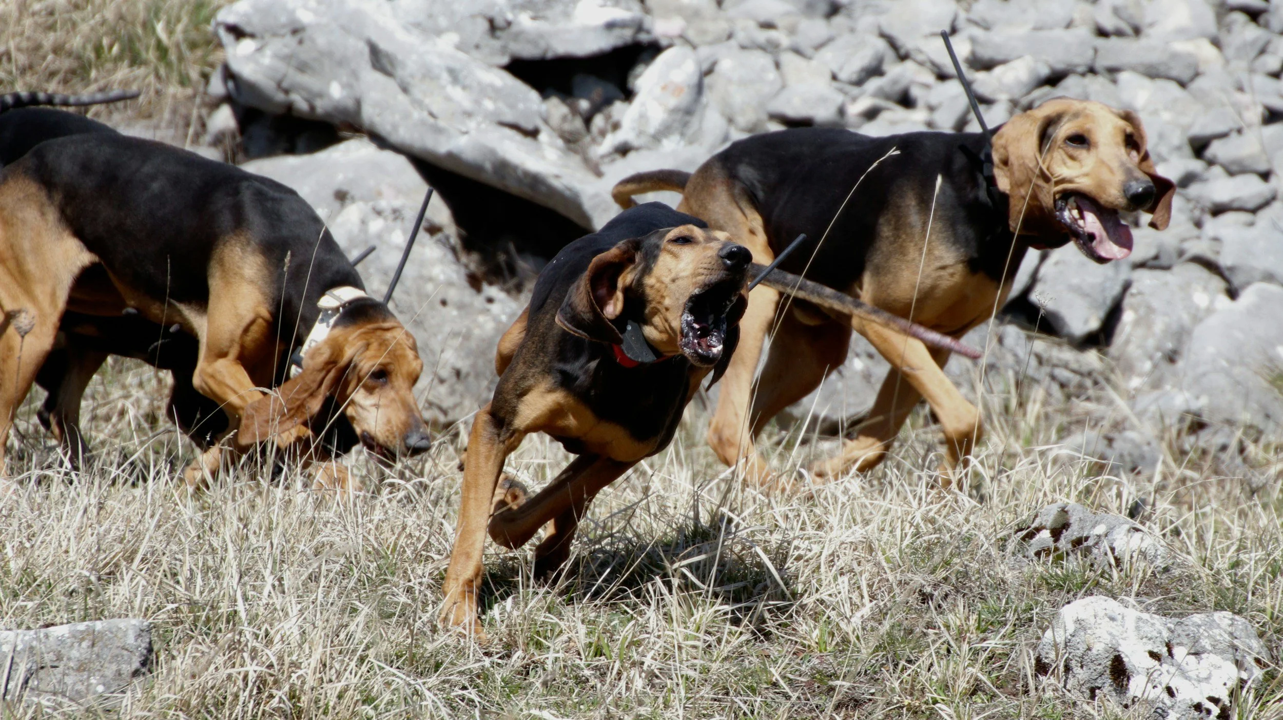 What Is a Dog Trigger? A McHenry County Behavioral Trainer Explains