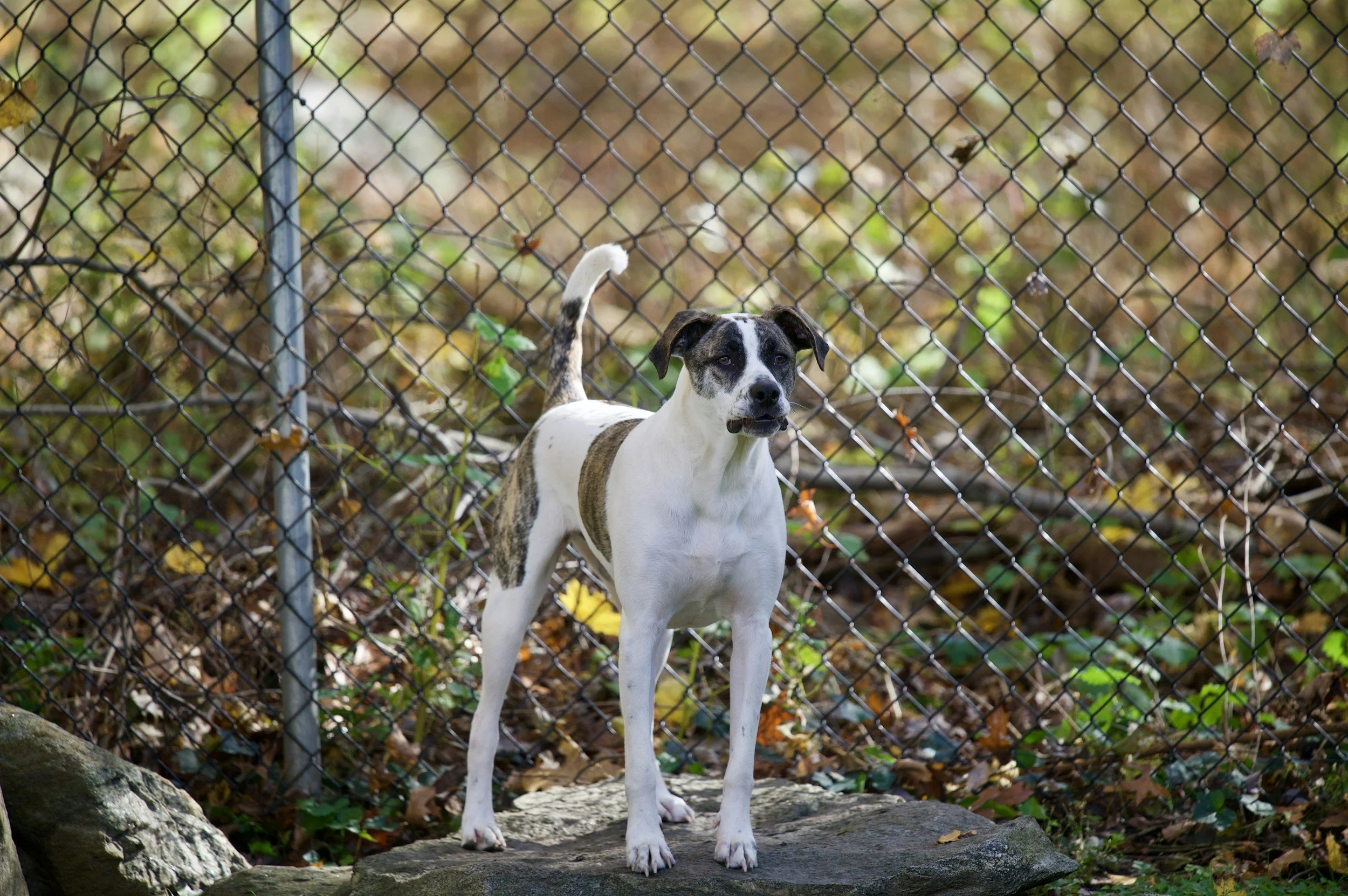 Why Is My Rescue Dog Suddenly Aggressive? McHenry Trainer Explains Why and How The Relationship Is Everything.