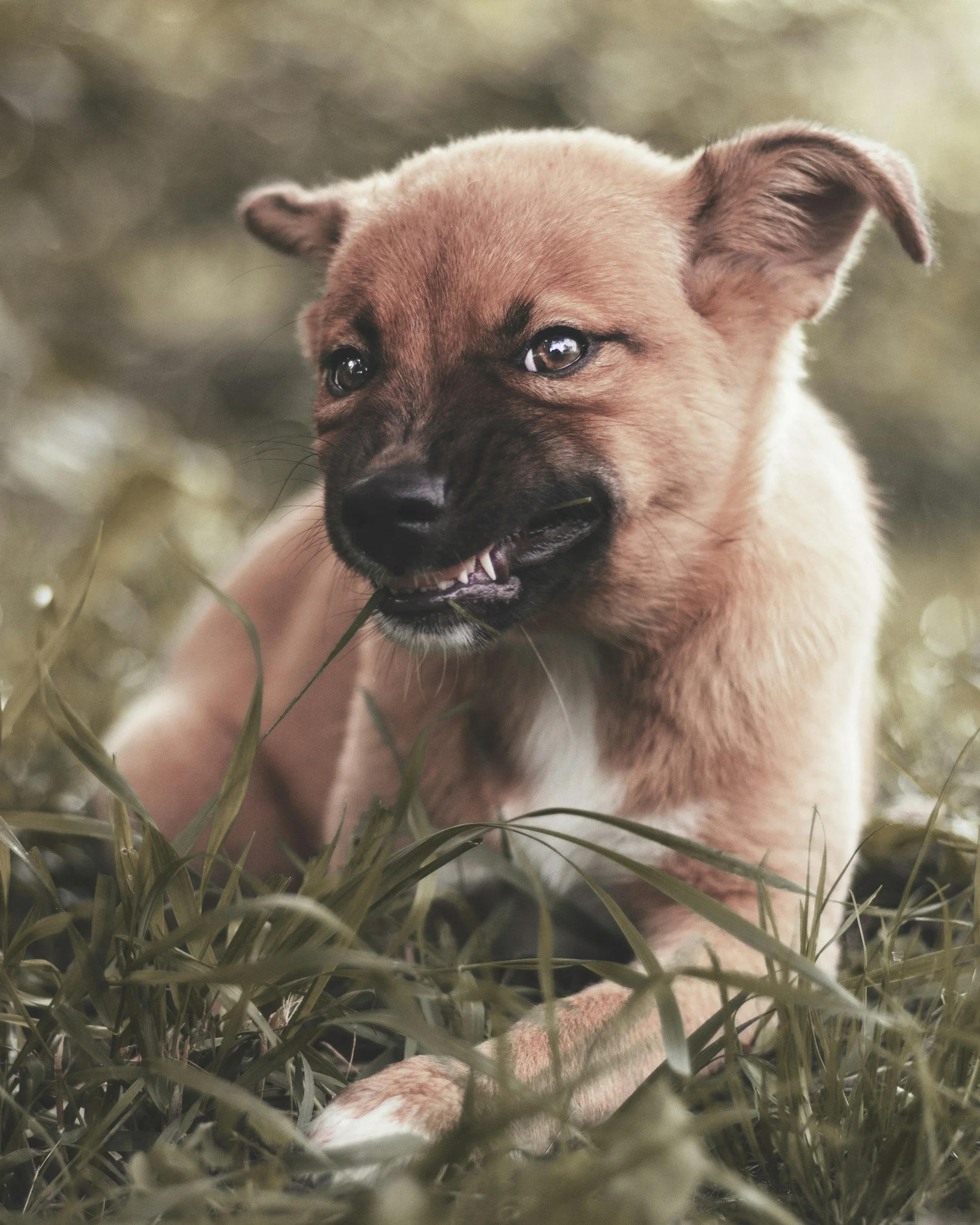 Puppy Resource Guarding &amp; Aggression: Why Is My Puppy Growling, Biting + What To Do