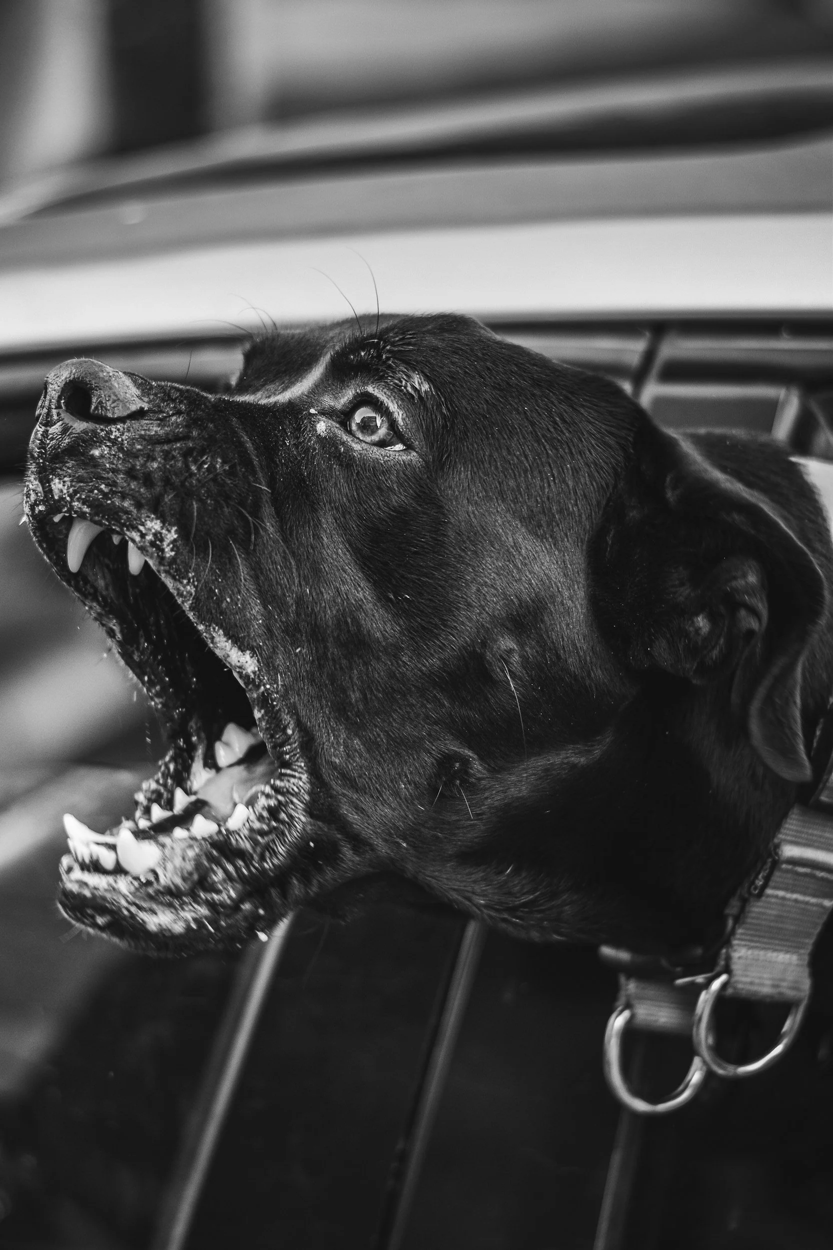 Dangerous Dog Evaluations in McHenry, Lake &amp; Cook County: What You Need to Know