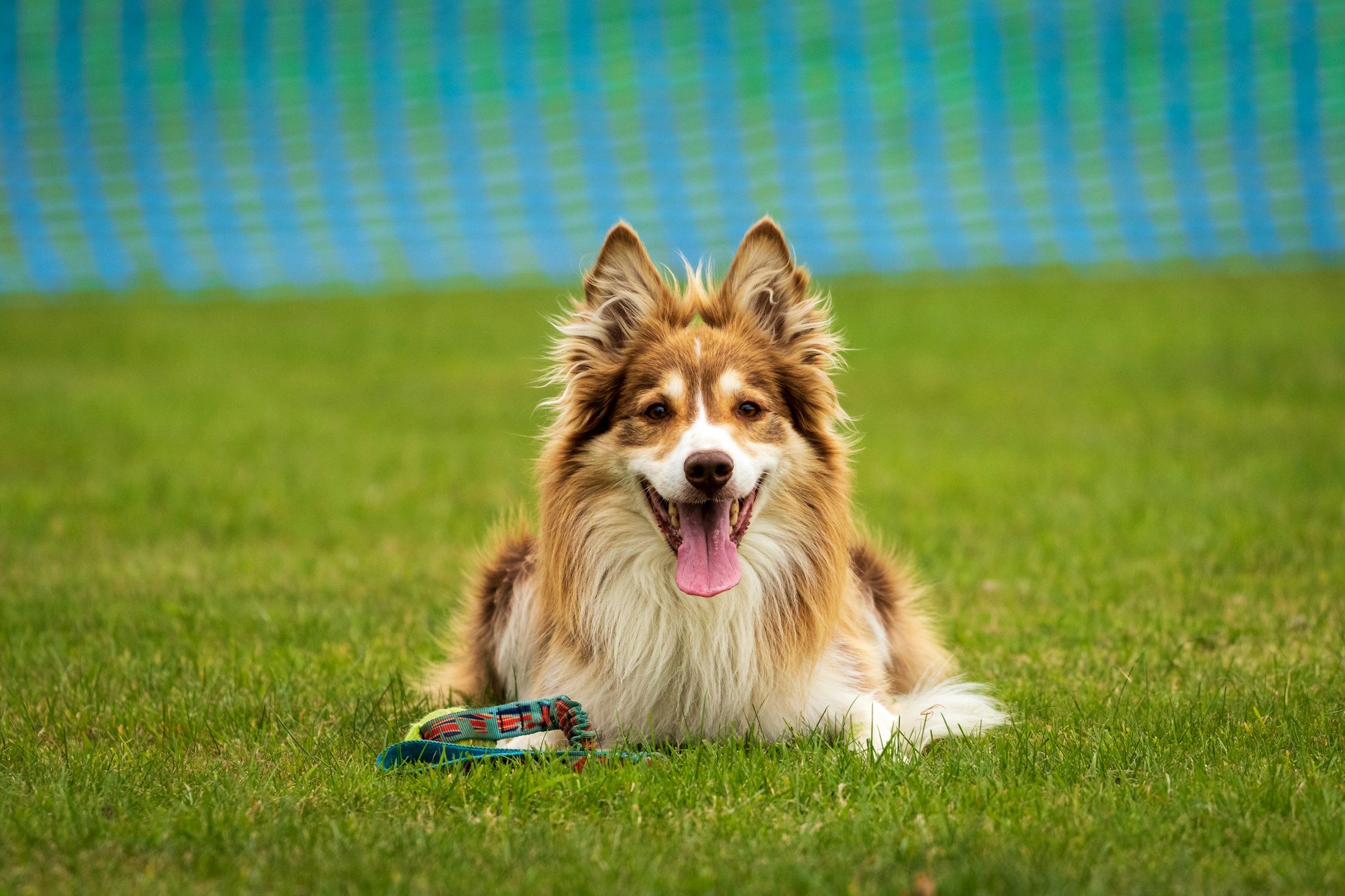 Force Free Dog Training in McHenry, Lake &amp; Cook County | Positive Reinforcement Behavioral Help for Aggression &amp; Anxiety