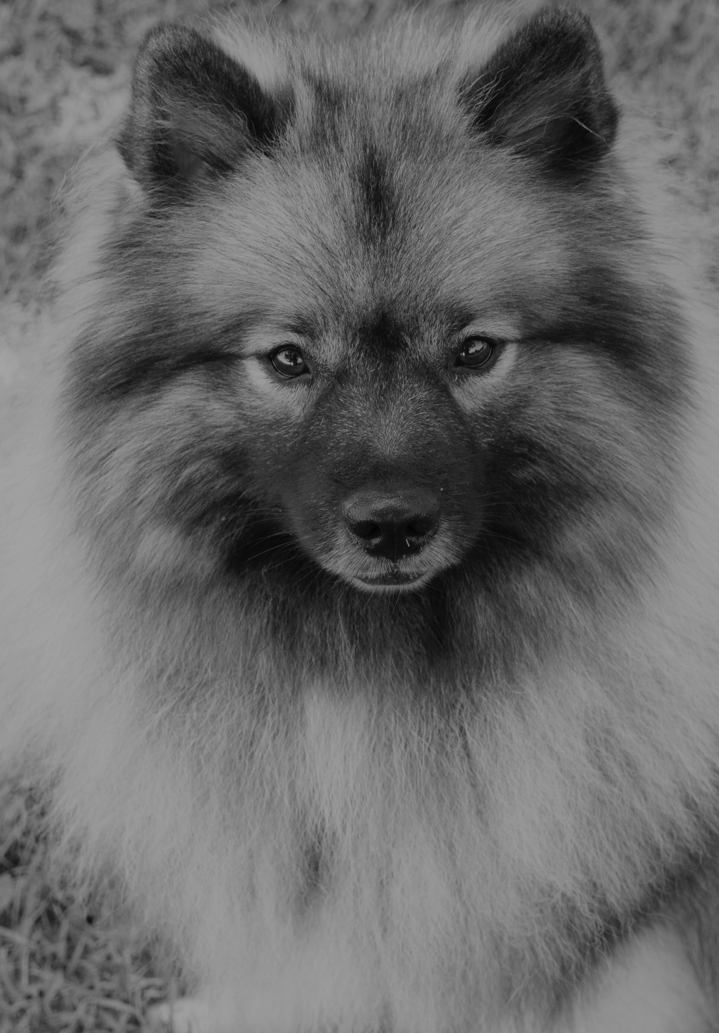 akc keeshond