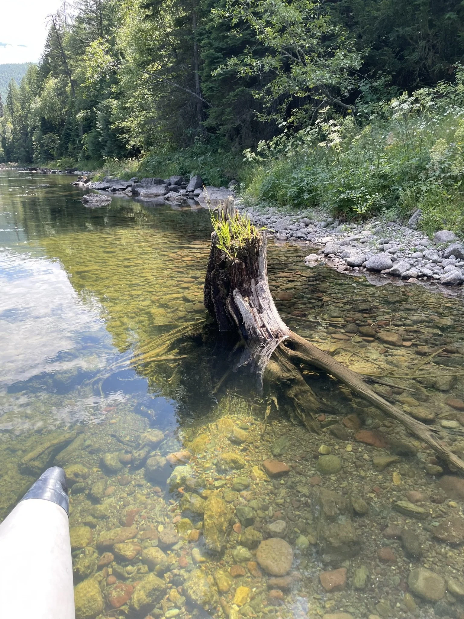 Stump Inspiration.JPEG