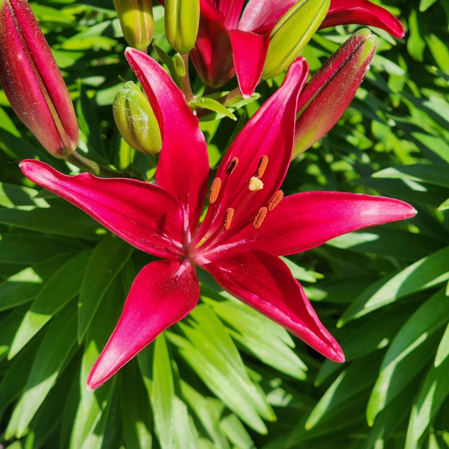 Lilies are blooming!

Visit www.wormteagardening.ca to find out more information on how to use worm castings in your garden and lawn as well as where you can pick some up.