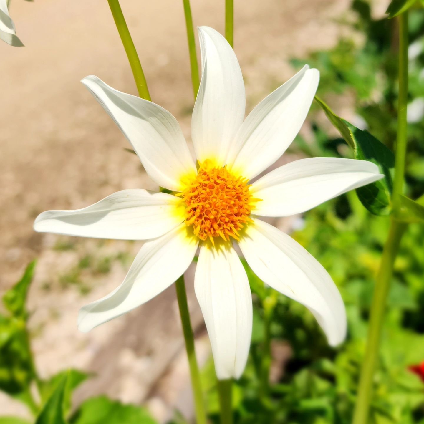 This orchid flower (Star Child) with its dainty white petals stands out in the garden.

Visit www.wormteagardening.ca to find out more information on how to use worm castings in your garden and lawn as well as where you can pick some up.