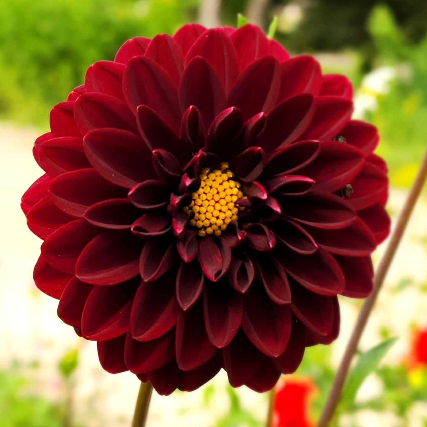 This Arabien Night dahlia is providing a nice cosy bed for 2 little nappers😴.

Visit www.wormteagardening.ca to find out more information on how to use worm castings in your garden and lawn as well as where you can pick some up.