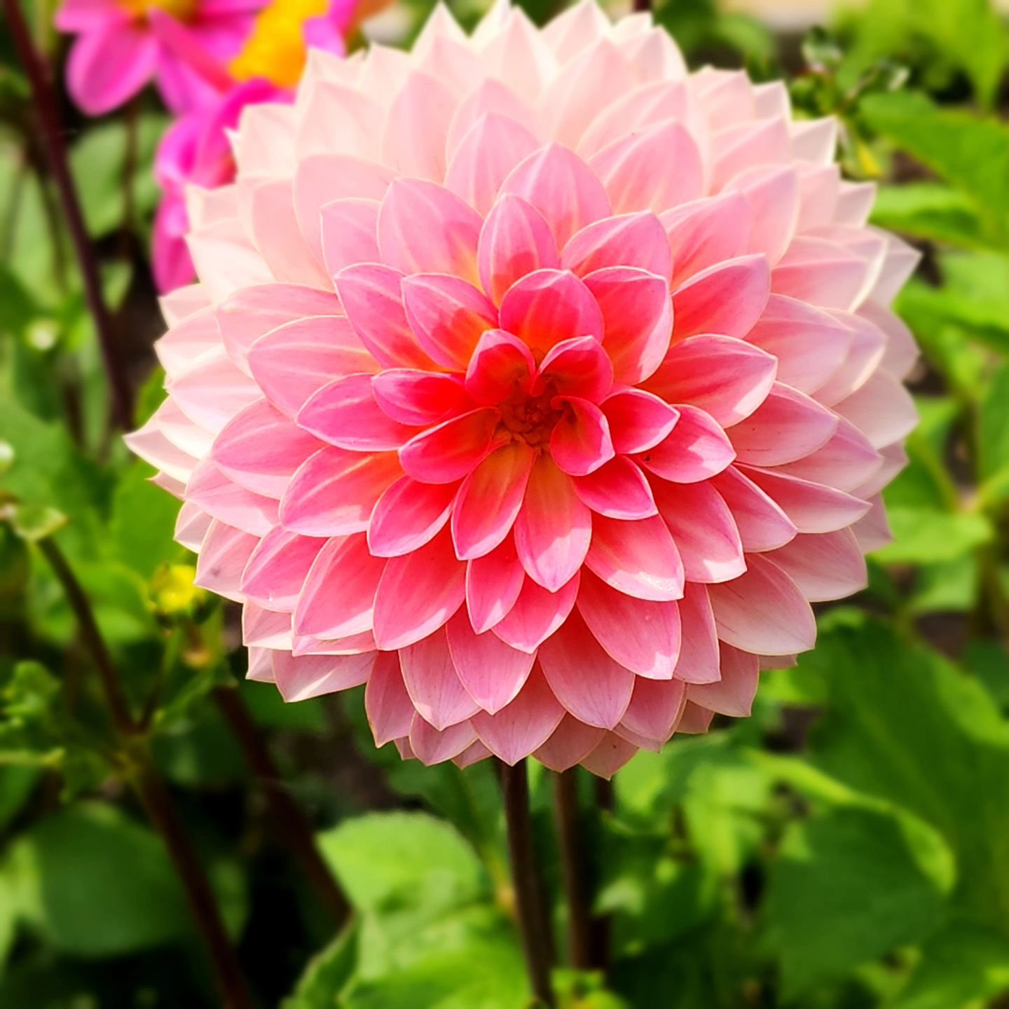 This dahlia with the yellow center highlights is spectacular in the garden. Caught someone hiding in the petals . . .😄

 Visit www.wormteagardening.ca to find out more information on how to use worm castings in your garden and lawn as well as where 