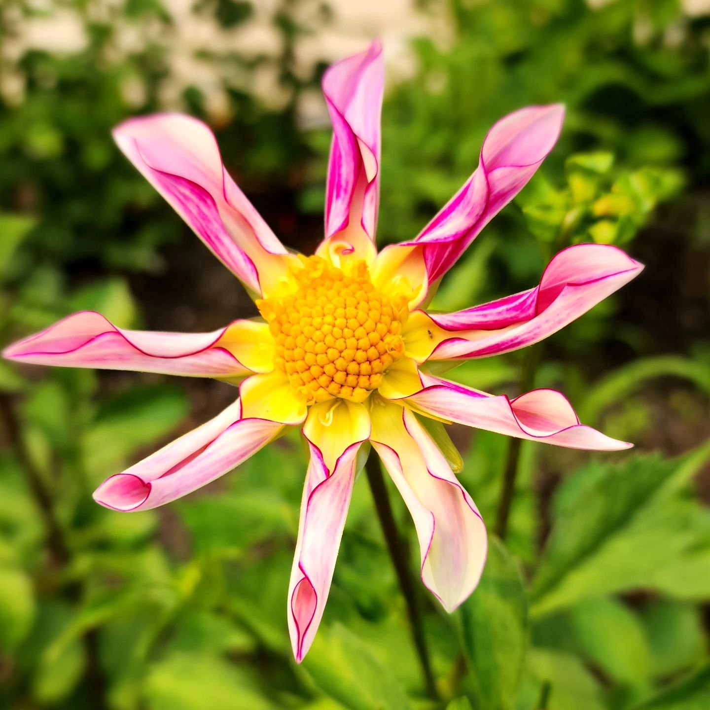 This dahlia (Willie Willie) is a star in the garden! The petals are delicately rolled and has a fuchsia color to it.

Visit www.wormteagardening.ca to find out more information on how to use worm castings in your garden and lawn as well as where you 