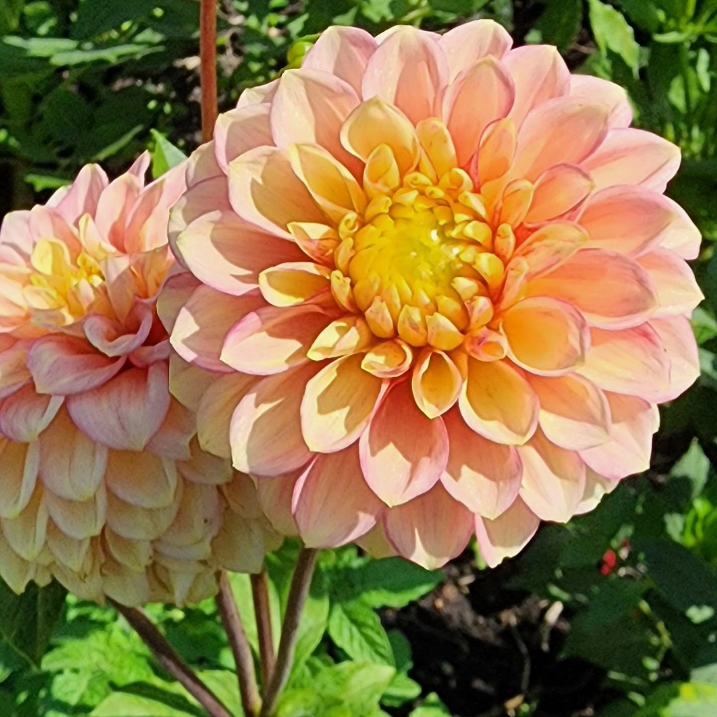The Lakeview Lucky dahlia has 2-tone color petals and large blooms. It is a delight to see in the garden!

Visit www.wormteagardening.ca to find out more information on how to use worm castings in your garden and lawn as well as where you can pick so