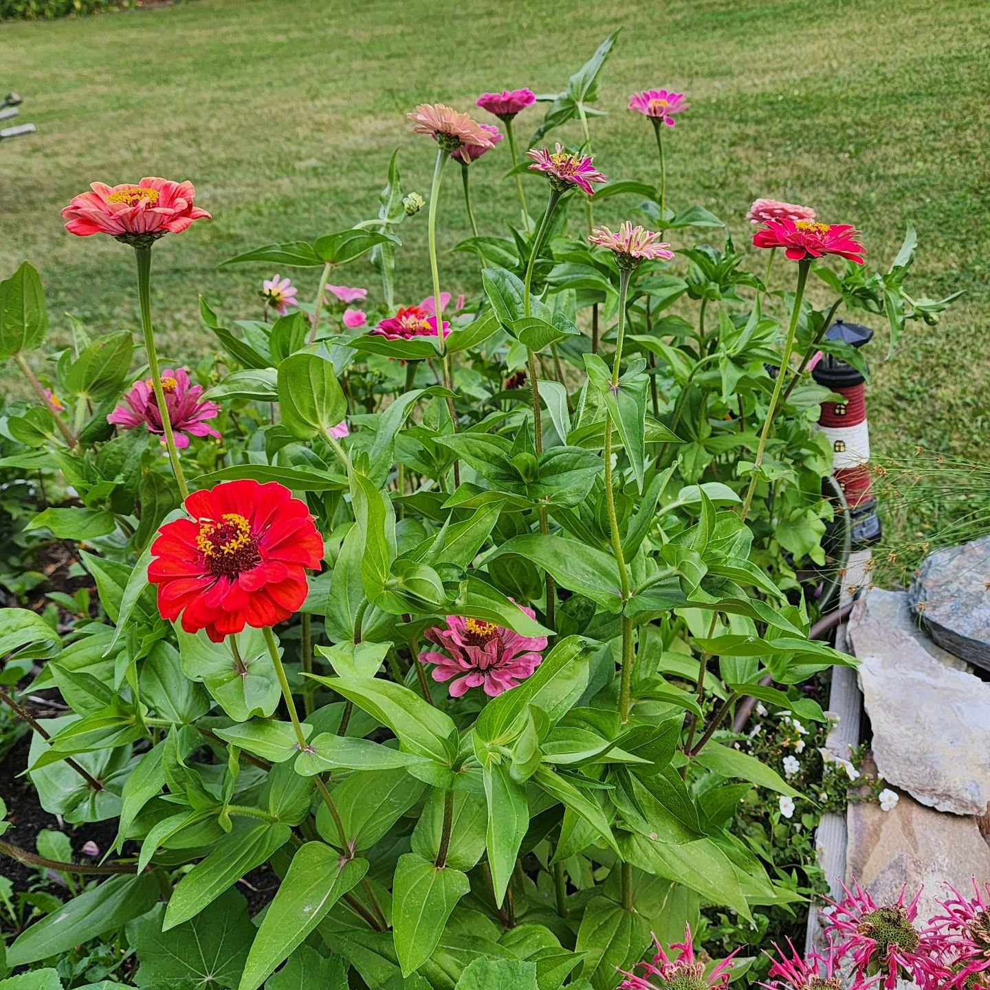 Giant zinnias are blooming beautifully with its many different colors.

Visit www.wormteagardening.ca to find out more information on how to use worm castings in your garden and lawn as well as where you can pick some up.