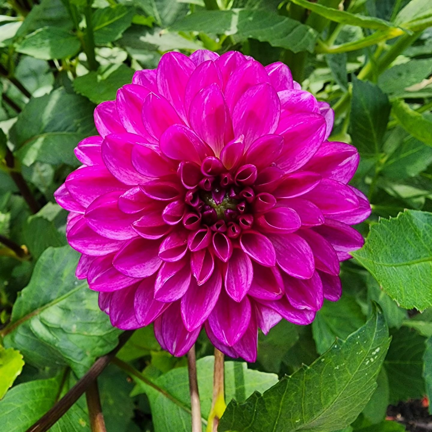 The Ted's Choice dahlia is a show stopper. It's rich lavender petals and dark stems draw you into its beautiful blooms.

Visit www.wormteagardening.ca to find out more information on how to use worm castings in your garden and lawn as well as where y