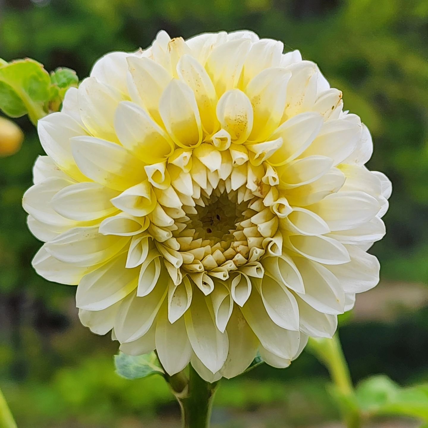 Ova Joy dahlia can make you smile. It brightens your day with its yellow center and soft white tipped petals. Definitely a joy in the garden!

Visit www.wormteagardening.ca to find out more information on how to use worm castings in your garden and l