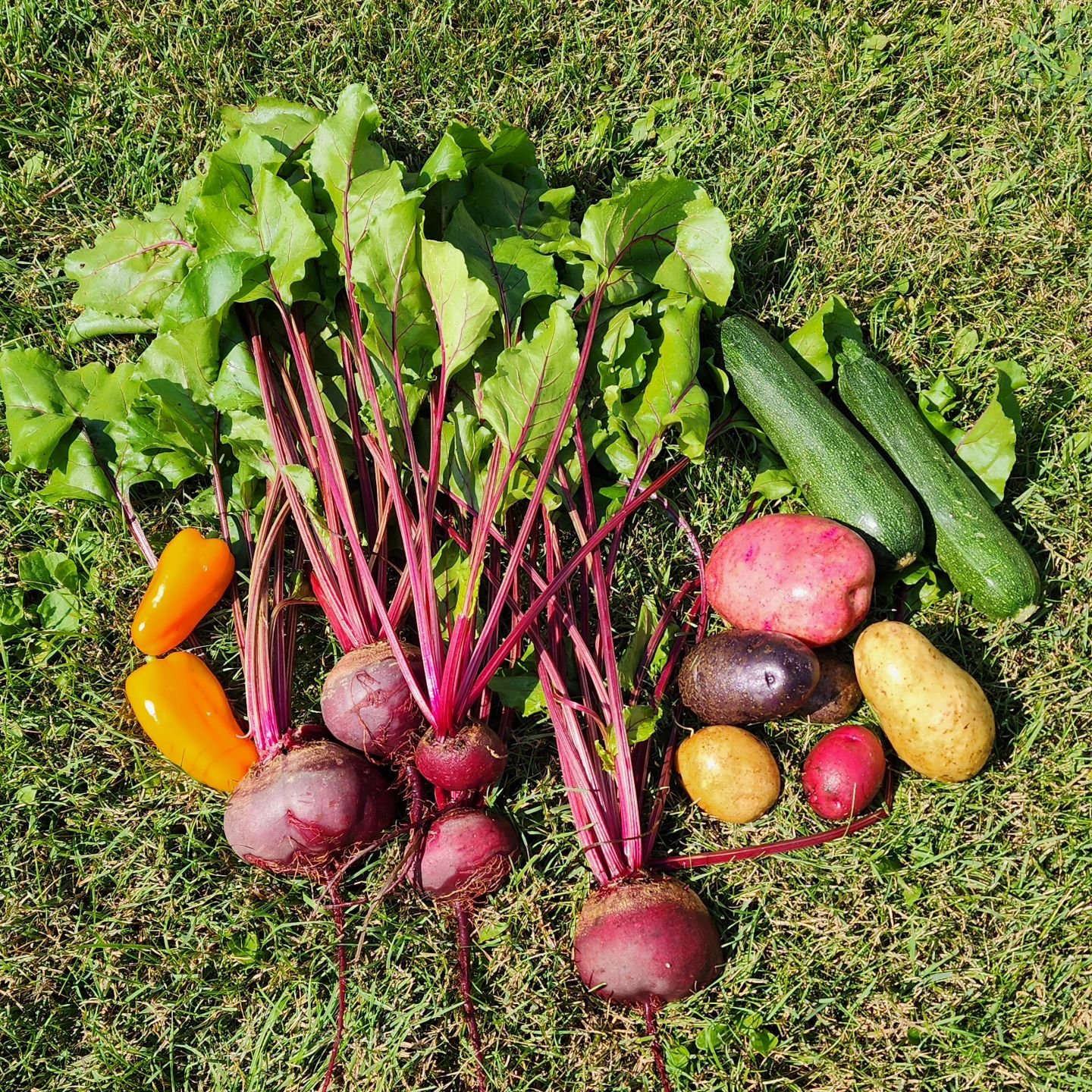 Some goodies from the garden.

Visit www.wormteagardening.ca to find out more information on how to use worm castings in your garden and lawn as well as where you can pick some up.