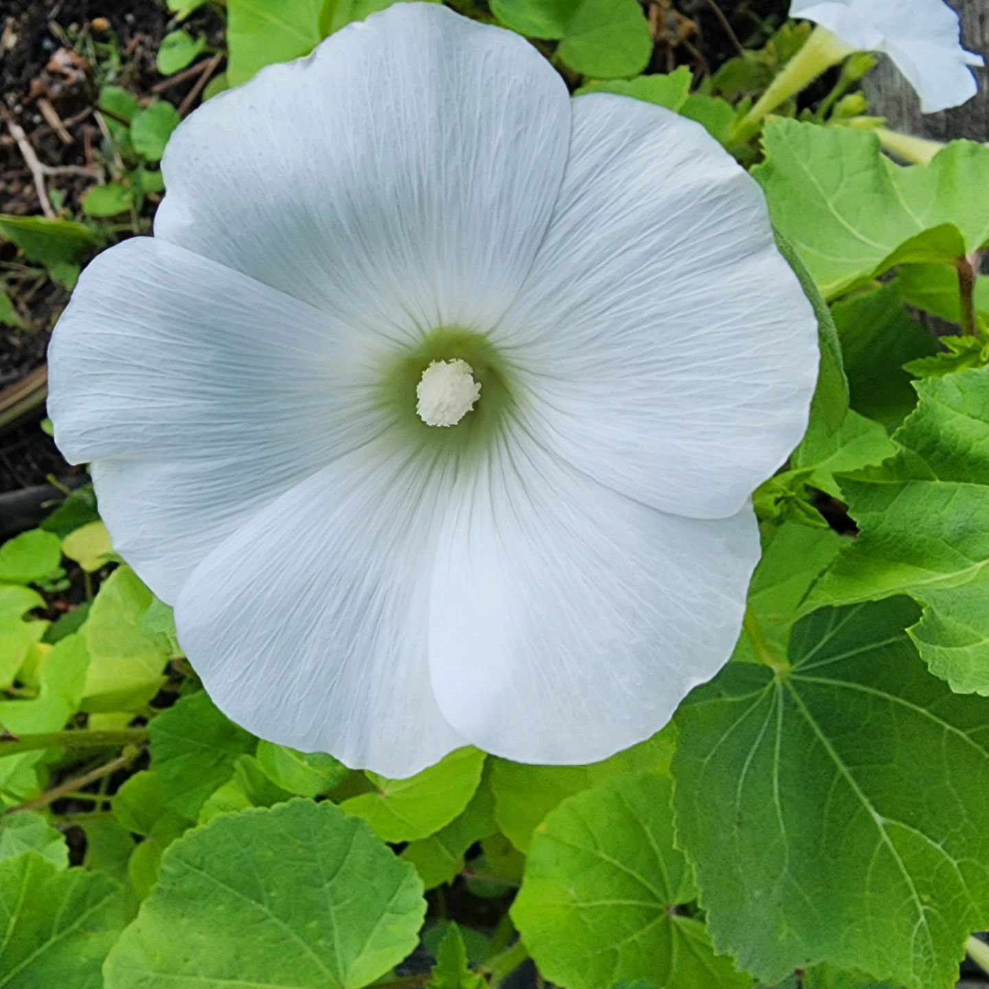 Lavatera white or pink in bloom. Both are a favorite in the garden.

Visit www.wormteagardening.ca to find out more information on how to use worm castings in your garden and lawn as well as where you can pick some up.