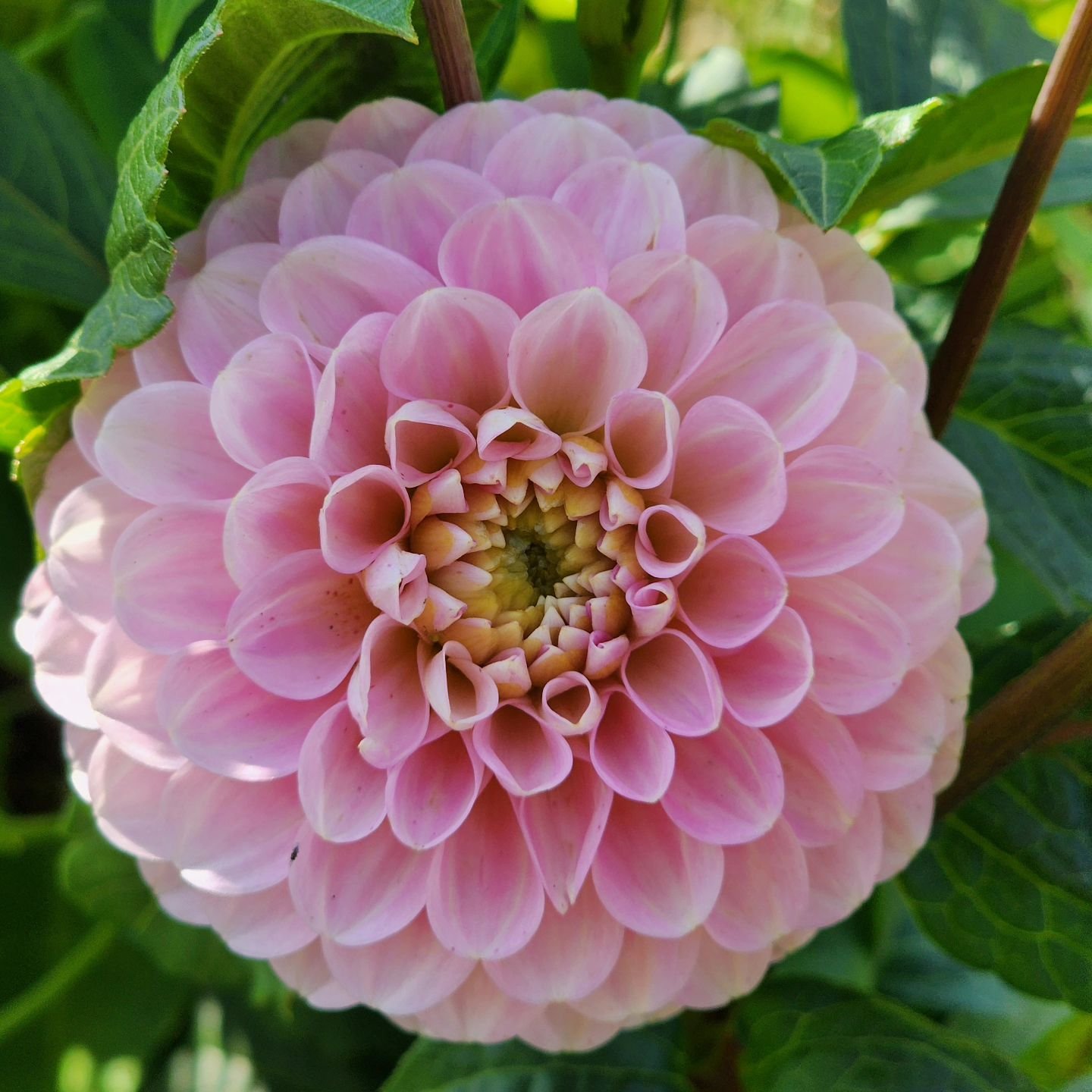 The Wizard of Oz dahlia is showing off its soft pink petals with just a hint of yellow in the center. This pompom will stand out in your favorite bouquet. 

Visit www.wormteagardening.ca to find out more information on how to use worm castings in you