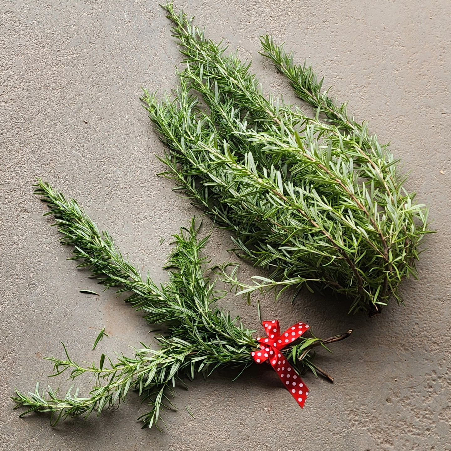 I love the smell of fresh rosemary. It's ready to be added to supper tonight. The rest will be dried to be used throughout the winter. 

Visit www.wormteagardening.ca to find out more information on how to use worm castings in your garden and lawn as