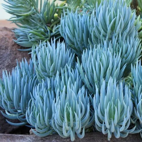 Blue Chalksticks