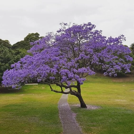 Jacaranda