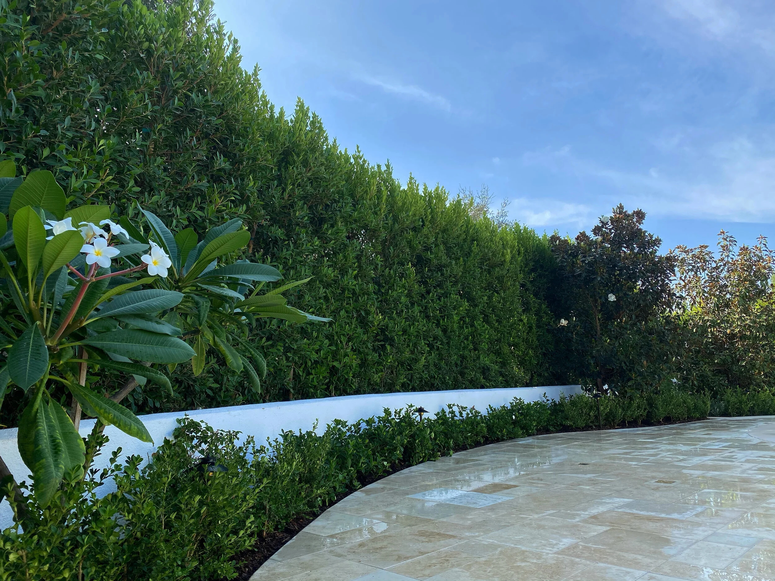 Shrubs, Trees, & Hedges