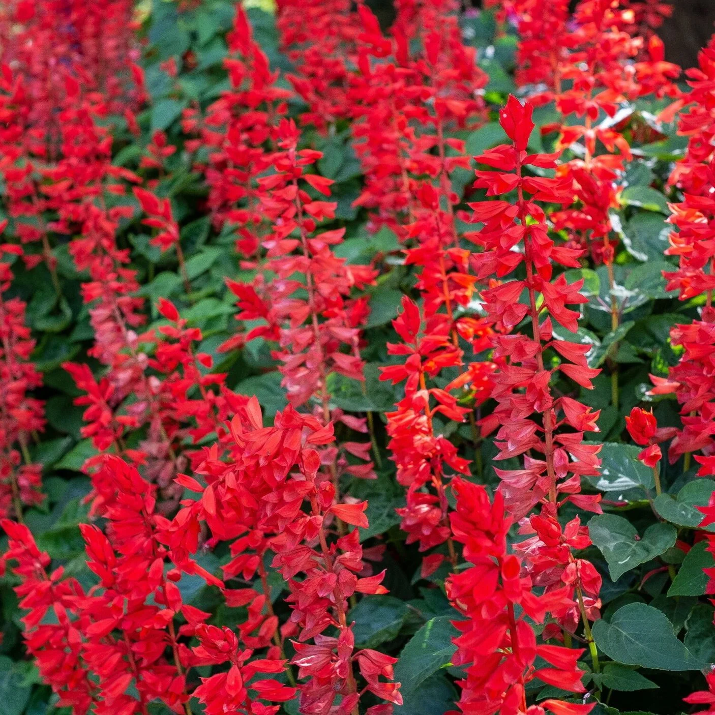Salvia Red