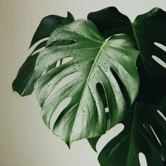 Monstera