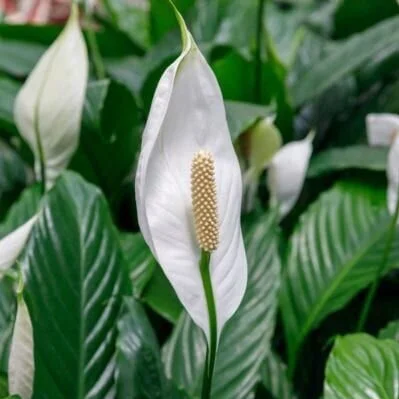 Peace Lily
