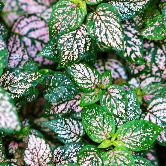 Polka Dot Plant