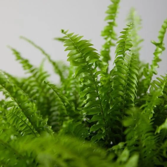 Sword Fern