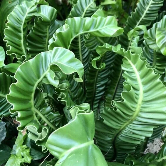 Bird’s Nest Fern