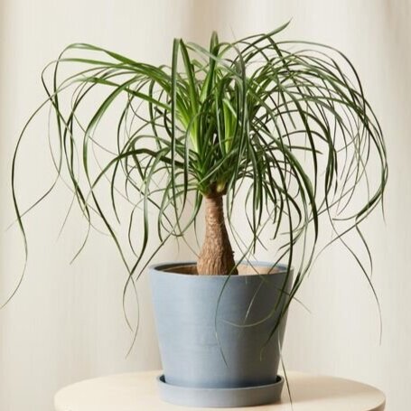 Ponytail Palm