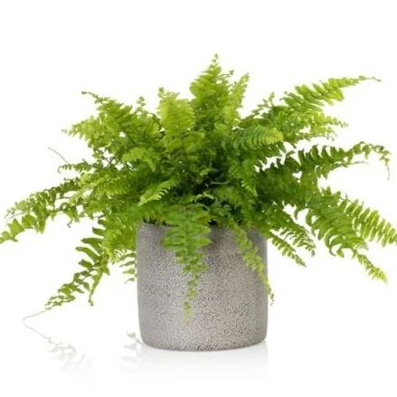 Boston Fern