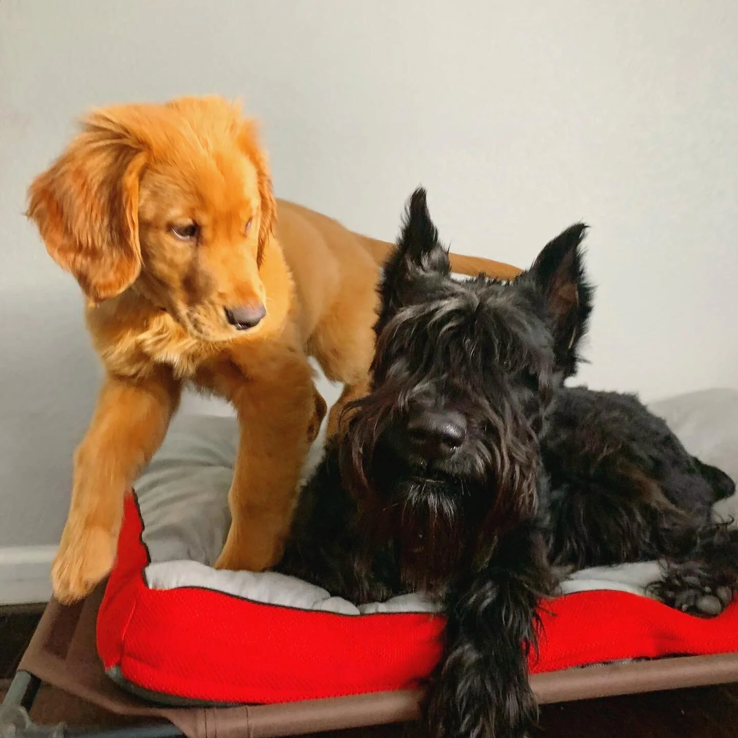 Inga and her #goldenretriever friend 🐶❤️🐶
.
.
.
#giantschnauzersofinstagram #giantschnauzersofinstagram #giantschnauzer #giantschnauzers #giantschnauzerpuppy #dogsofig #winterfun #funinthesnow #ingathegiant #goldenretrieversofinstagram #goldens #go