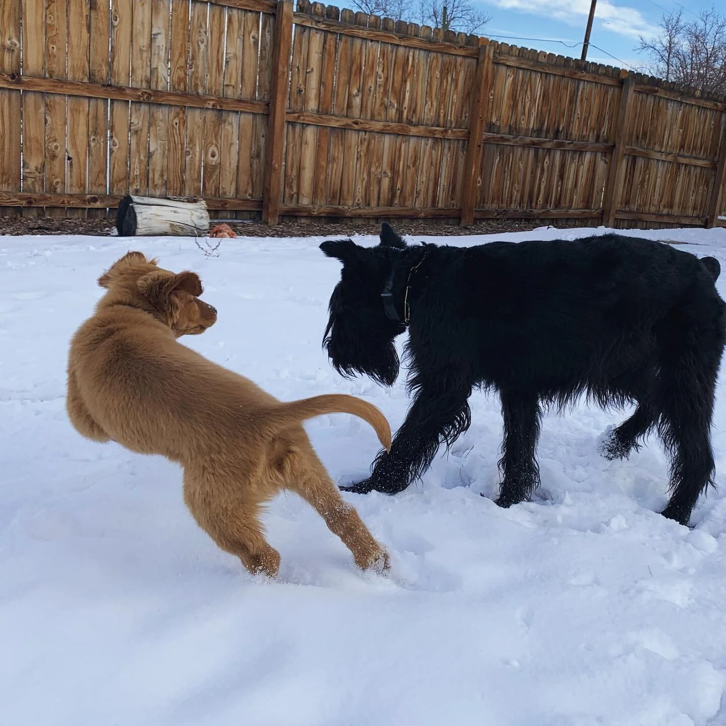Inga and her #goldenretriever friend 🐶❤️🐶
.
.
.
#giantschnauzersofinstagram #giantschnauzersofinstagram #giantschnauzer #giantschnauzers #giantschnauzerpuppy #dogsofig #winterfun #funinthesnow #ingathegiant #goldenretrieversofinstagram #goldens #go