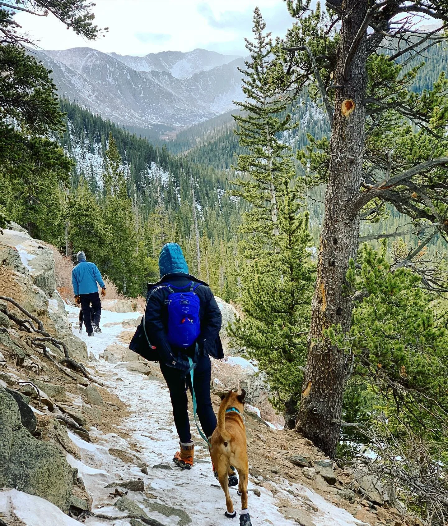 We offer hikes! If you want your dog hiking more DM me! 
Inga and her #shepherdmix friend 🐶❤️🐶
.
.
.
#giantschnauzersofinstagram #giantschnauzersofinstagram #giantschnauzer #giantschnauzers #giantschnauzerpuppy #dogsofig #shepherd #ingathegiant #sh
