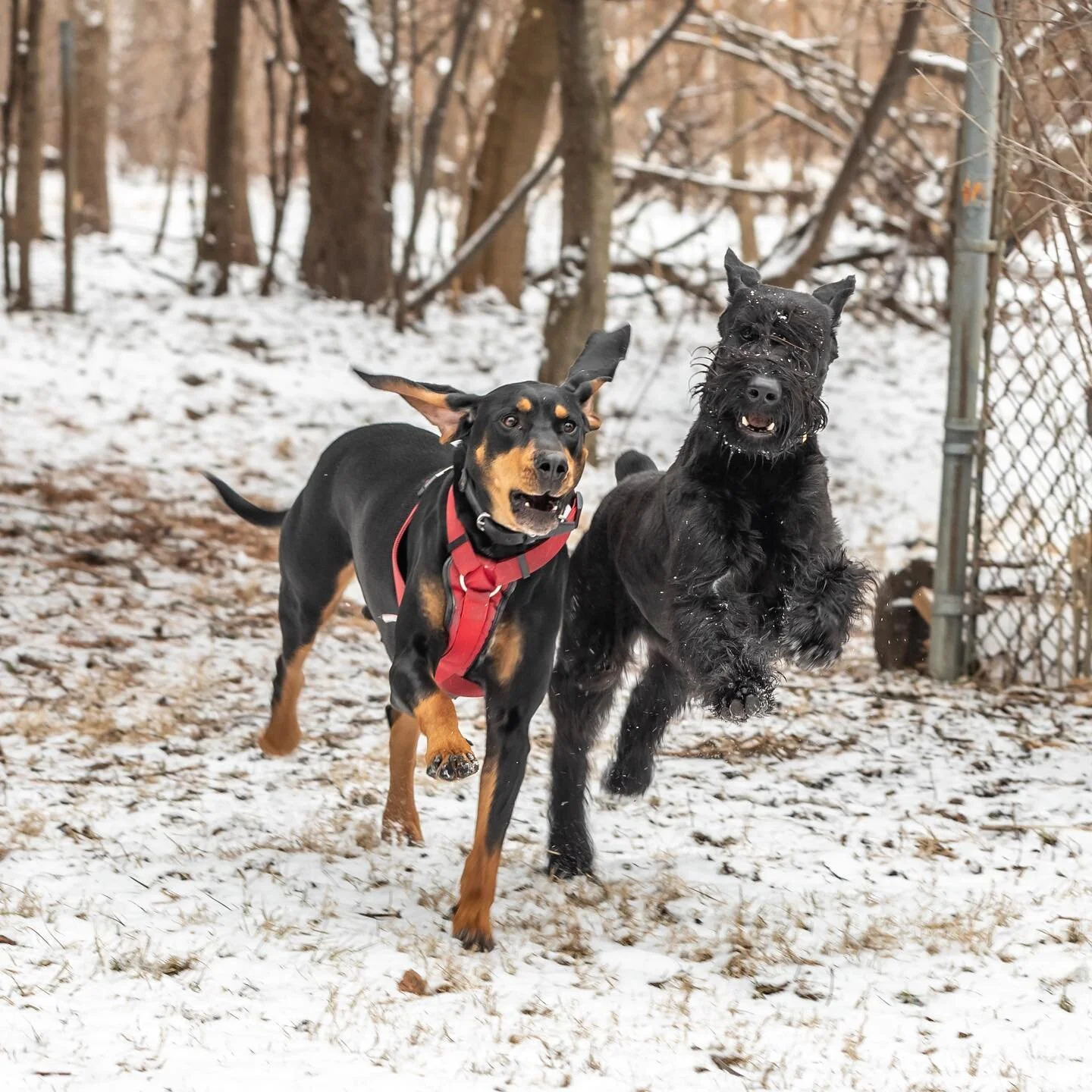 Inga and her #houndmix friend 🐶❤️🐶
.
.
.
#giantschnauzersofinstagram #bloodhoundsofinstagram #bloodhound #hound #hounddane #dogsofinsta #blackandtan #blackandtancoonhound #blackandtancoonhoundsofinstagram #greatdanemix #danemix #redhound #redhoundm