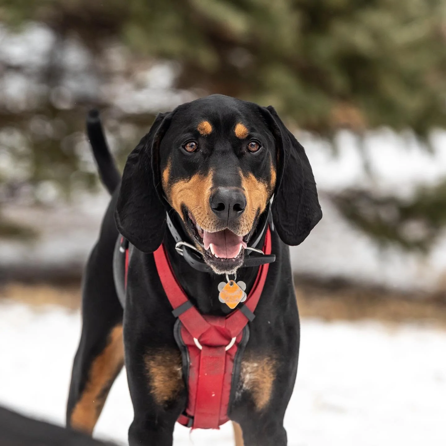 Inga and her #houndmix friend 🐶❤️🐶
.
.
.
#giantschnauzersofinstagram #bloodhoundsofinstagram #bloodhound #hound #hounddane #dogsofinsta #blackandtan #blackandtancoonhound #blackandtancoonhoundsofinstagram #greatdanemix #danemix #redhound #redhoundm