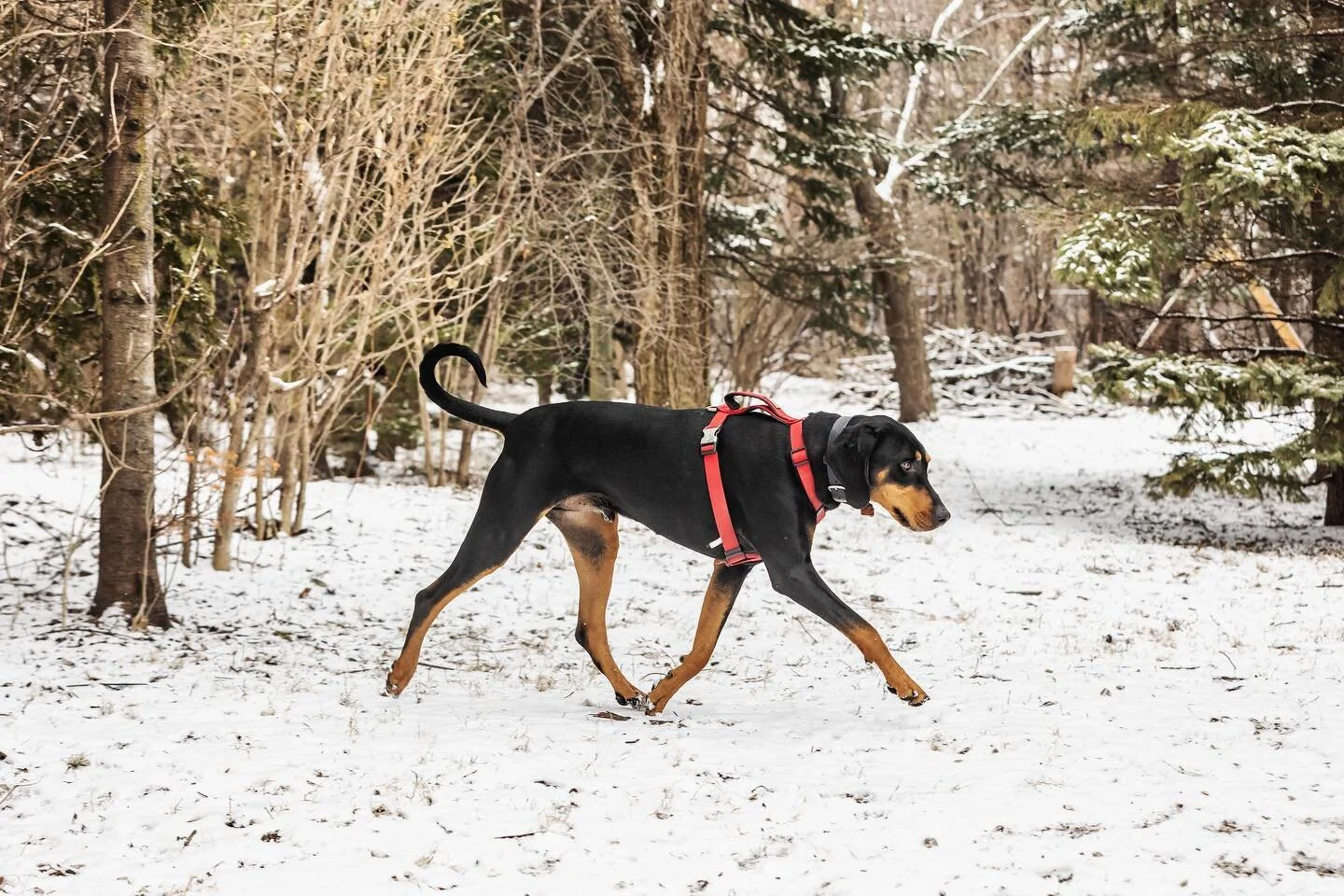 Inga and her #houndmix friend 🐶❤️🐶
.
.
.
#giantschnauzersofinstagram #bloodhoundsofinstagram #bloodhound #hound #hounddane #dogsofinsta #blackandtan #blackandtancoonhound #blackandtancoonhoundsofinstagram #greatdanemix #danemix #redhound #redhoundm