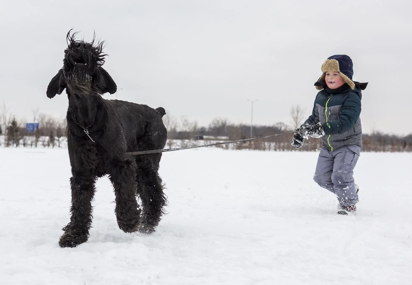 Inga and her #giantschnauzer friend 🐶❤️🐶
.
.
.
#giantschnauzersofinstagram #giantschnauzersofinstagram #giantschnauzerlove #giantschnauzers #giantschnauzerpuppy #dogsofig #summerfun #bigdogsrule #ingathegiant #skansen #dogsofinstagram #twins #twopu