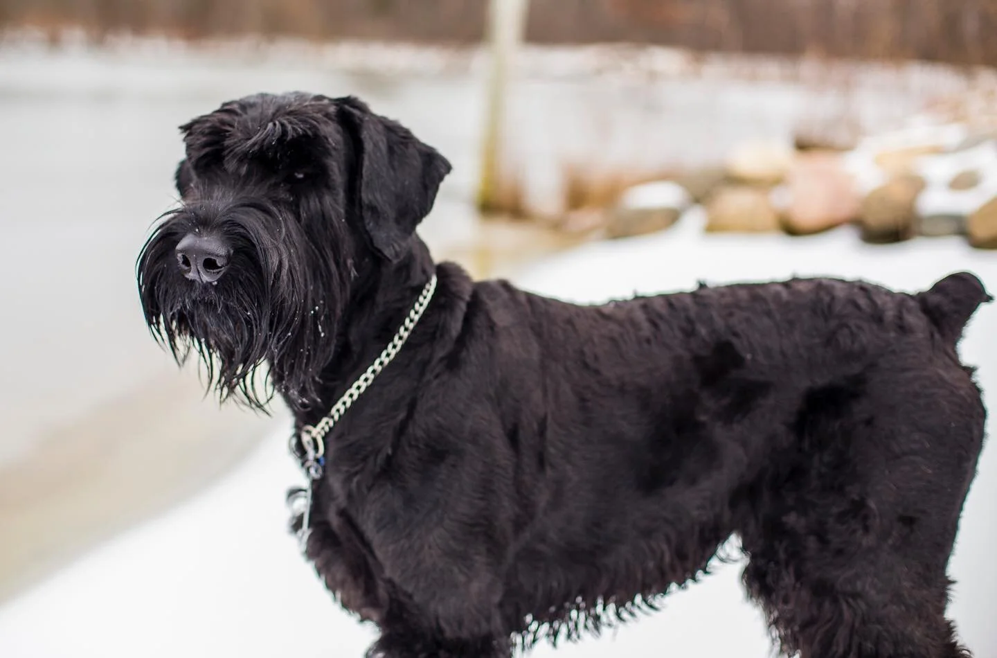 Inga and her #giantschnauzer friend 🐶❤️🐶
.
.
.
#giantschnauzersofinstagram #giantschnauzersofinstagram #giantschnauzerlove #giantschnauzers #giantschnauzerpuppy #dogsofig #summerfun #bigdogsrule #ingathegiant #skansen #dogsofinstagram #twins #twopu