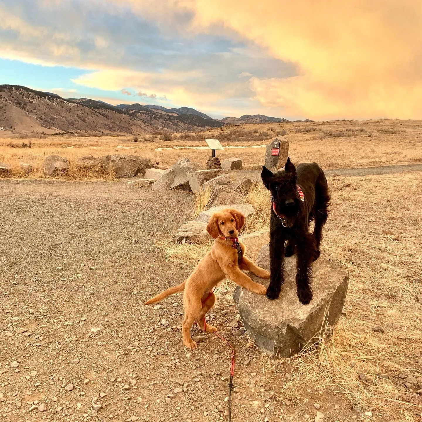 Inga and her #goldenretriever friend 🐶❤️🐶
.
.
.
#giantschnauzersofinstagram #giantschnauzersofinstagram #giantschnauzer #giantschnauzers #giantschnauzerpuppy #dogsofig #winterfun #funinthesnow #ingathegiant #goldenretrieversofinstagram #goldens #go