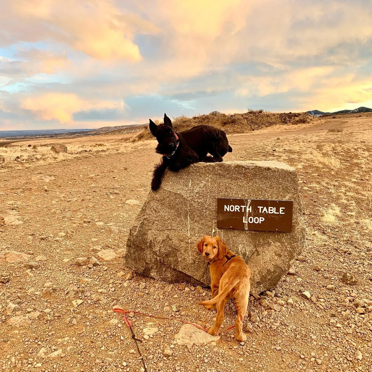 Inga and her #goldenretriever friend 🐶❤️🐶
.
.
.
#giantschnauzersofinstagram #giantschnauzersofinstagram #giantschnauzer #giantschnauzers #giantschnauzerpuppy #dogsofig #winterfun #funinthesnow #ingathegiant #goldenretrieversofinstagram #goldens #go