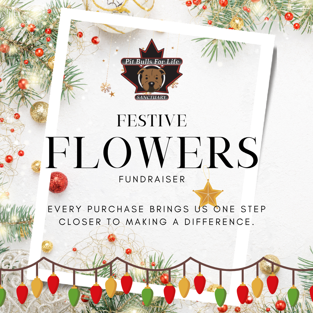 Pit Bulls for Life Festive Flowers Fundraiser holiday graphic featuring evergreen branches, red berries, ornaments and Christmas lights. Every purchase helps support Pit Bulls for Life Foundation & Sanctuary.
