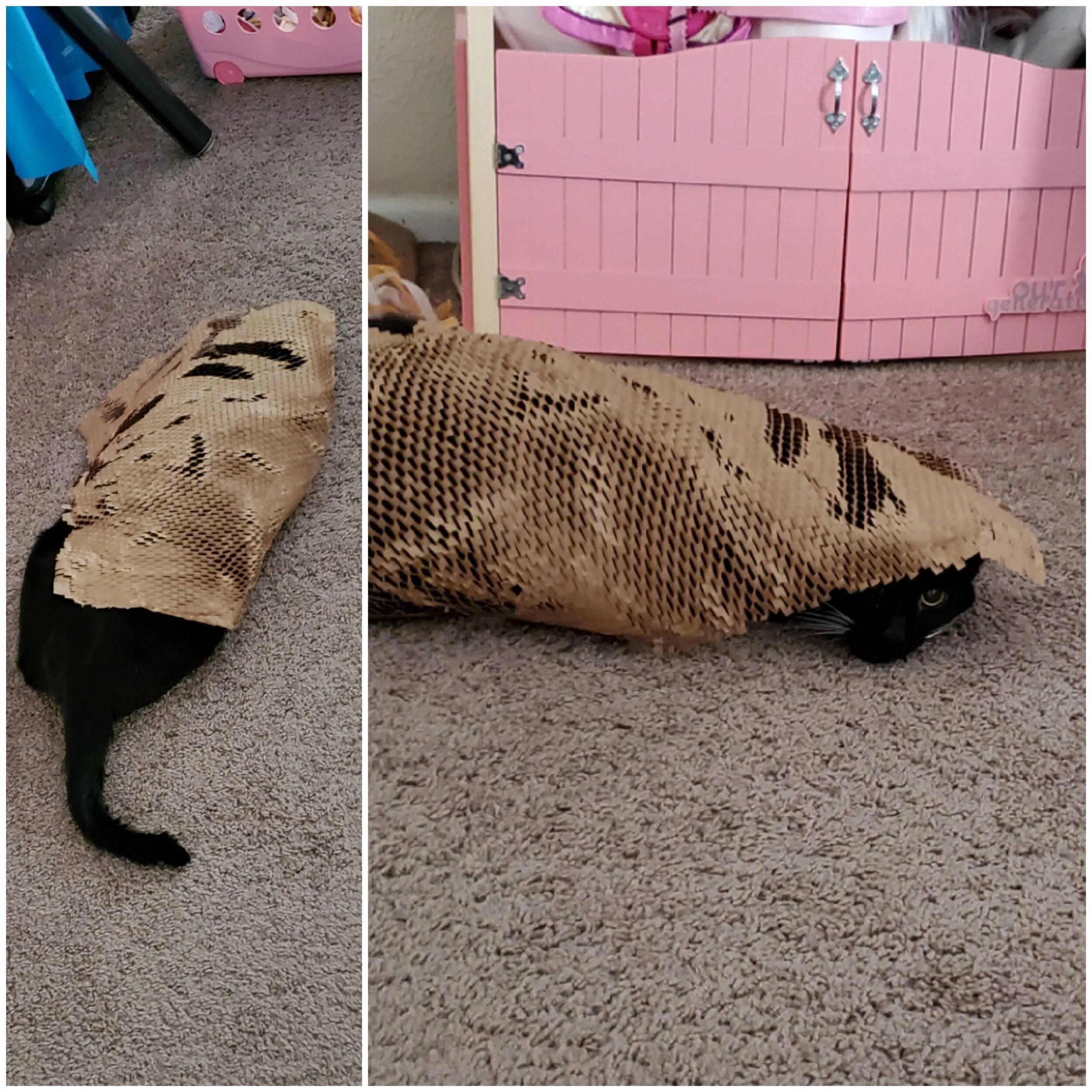 Our Ninja Cat