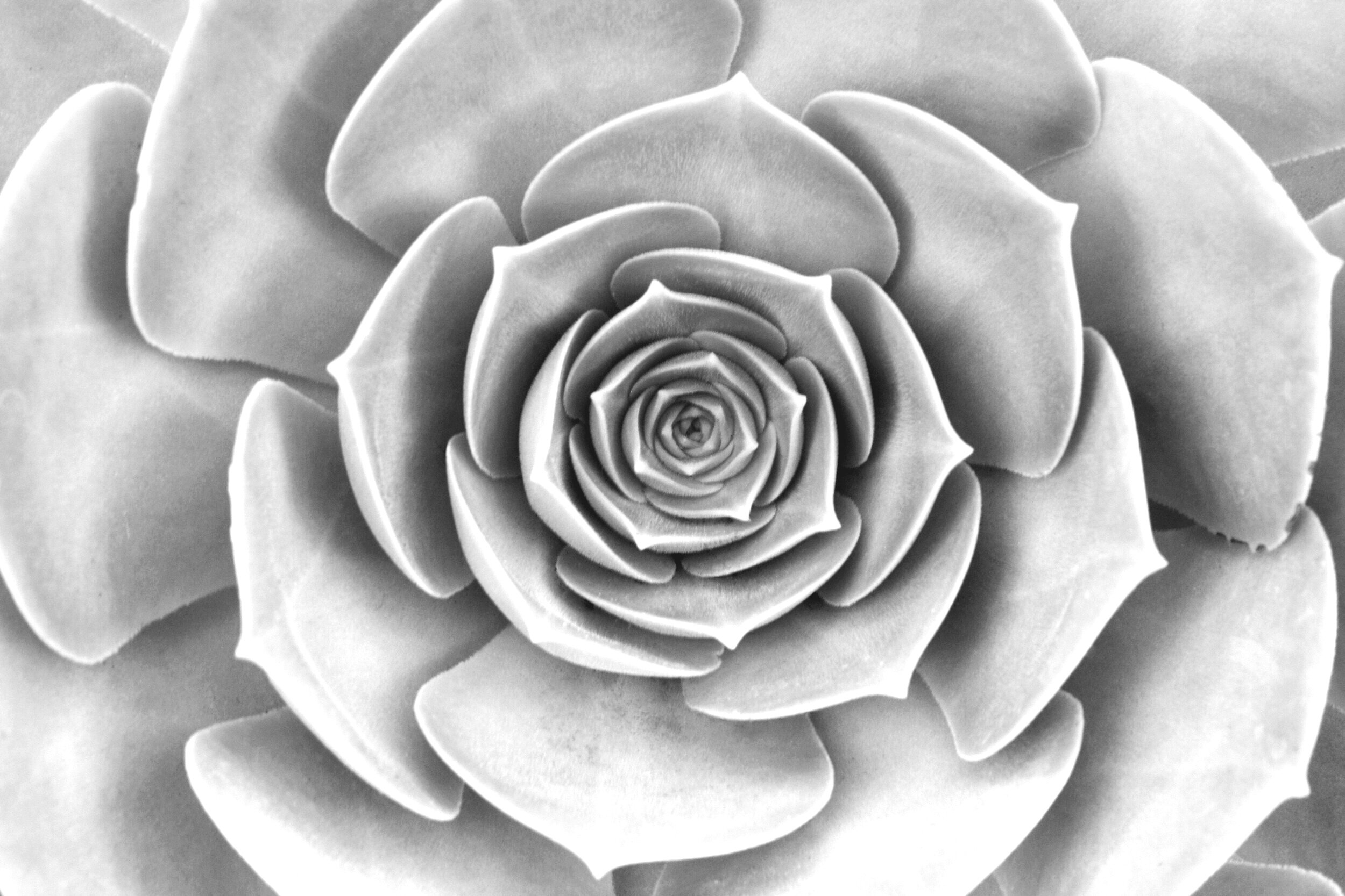 black-and-white-close-up-view-minimal-nature-89888.jpg