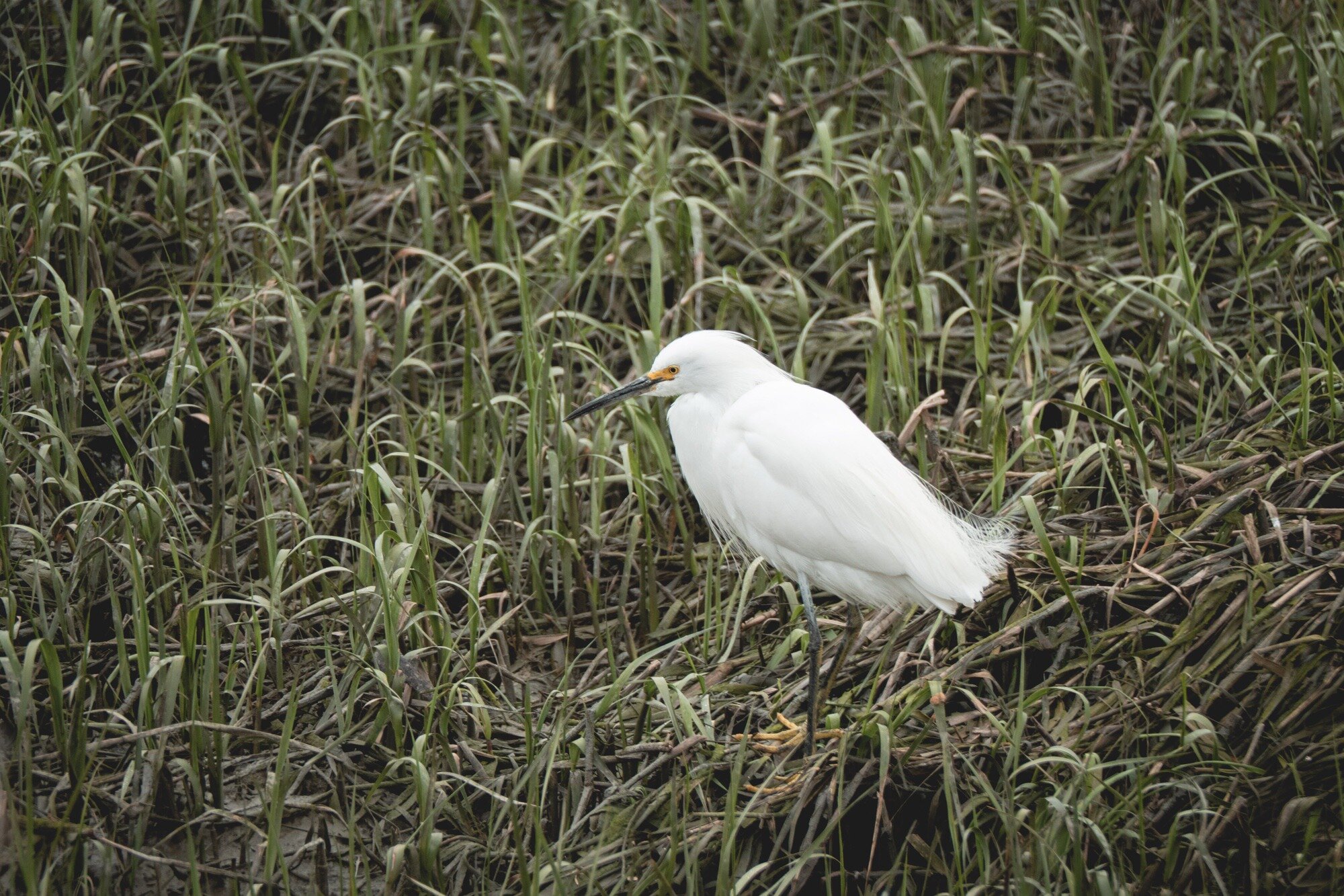 Snowy-egret.jpg