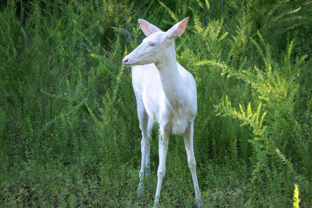 This beautiful albino white-tailed deer (Odocoileus virginianus) lives in a park near my parents house in Missouri. I was very excited to come across her while hiking! Apparently, she usually hangs out a little deeper in the woods, but she was pretty