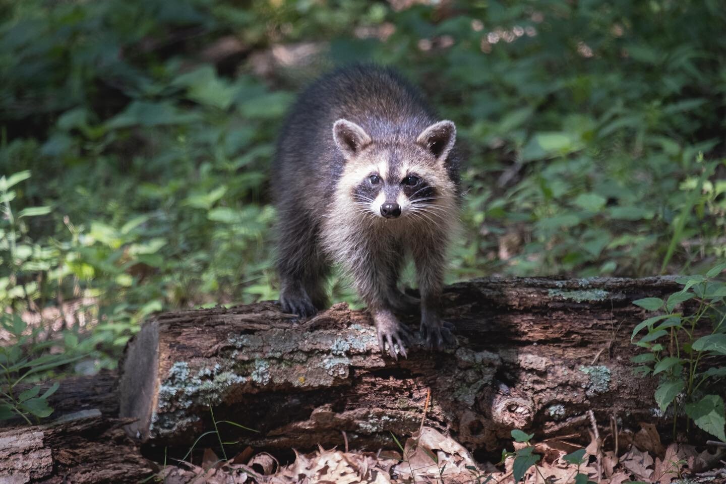 Came across this cute little raccoon (Procyon lotor) and the rest of his family a couple of weeks back. 🦝 They were all very charismatic and fun to watch. Unfortunately, this little family was quite habituated. They showed no fear of the humans in t
