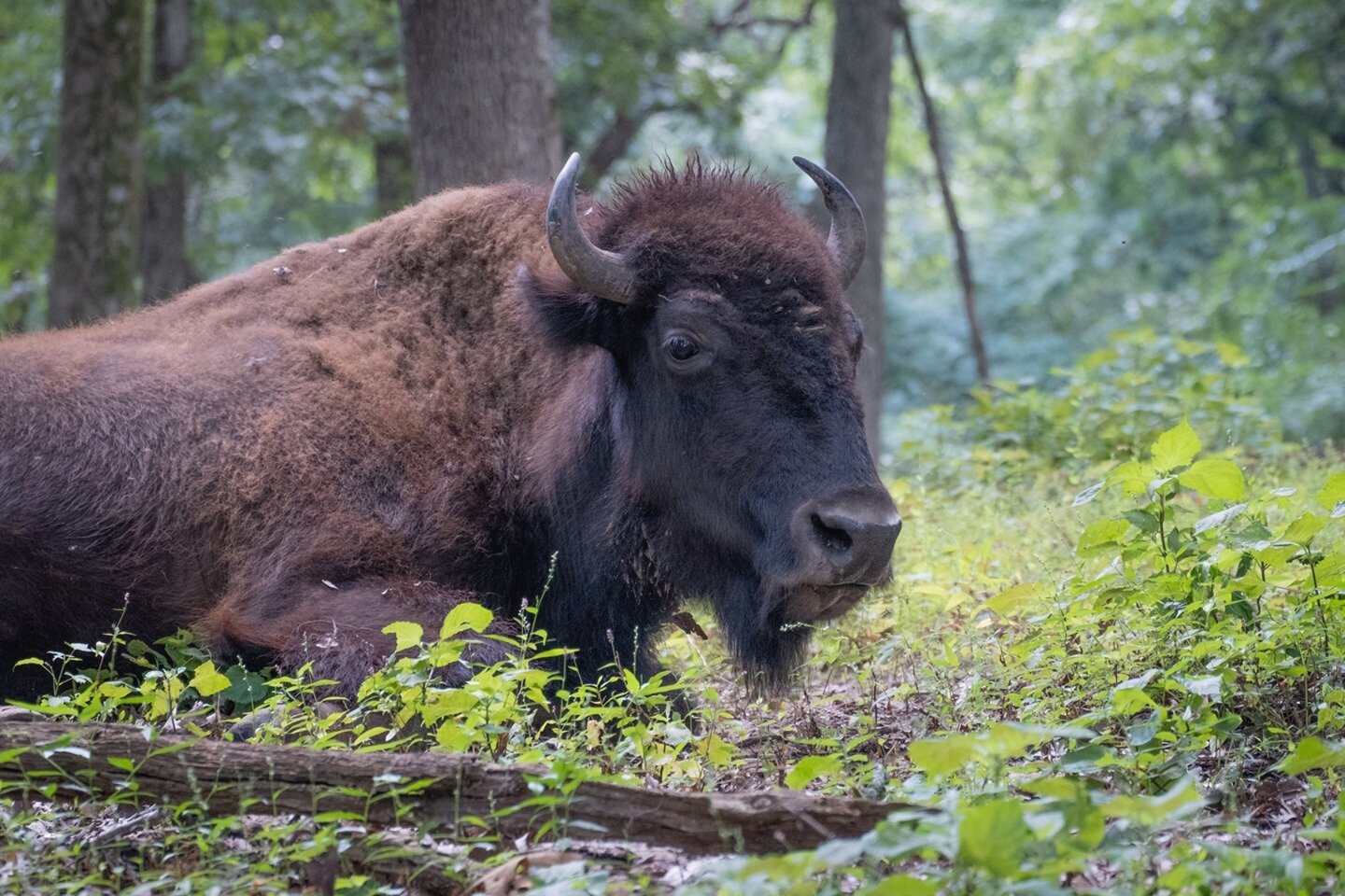 American bison (Bison bison) 🤎
&bull;&bull;&bull;&bull;
&ldquo;If we can teach people about wildlife, they will be touched. Share my wildlife with me. Because humans want to save things that they love.&rdquo; ― Steve Irwin
.
🦊Welcome to our #wildli